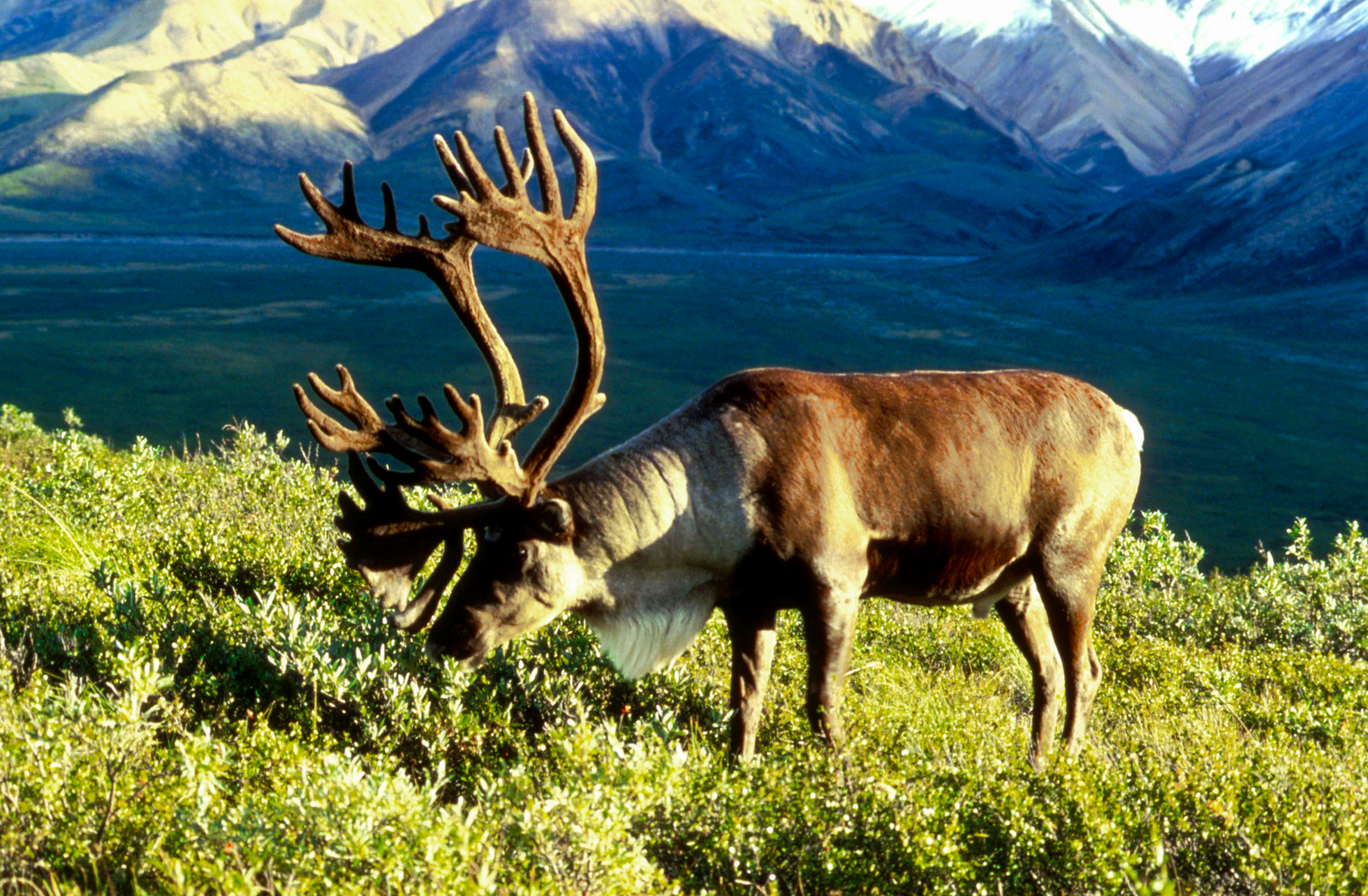 Caribou standing on shifting Arctic ice near Alaska coastline