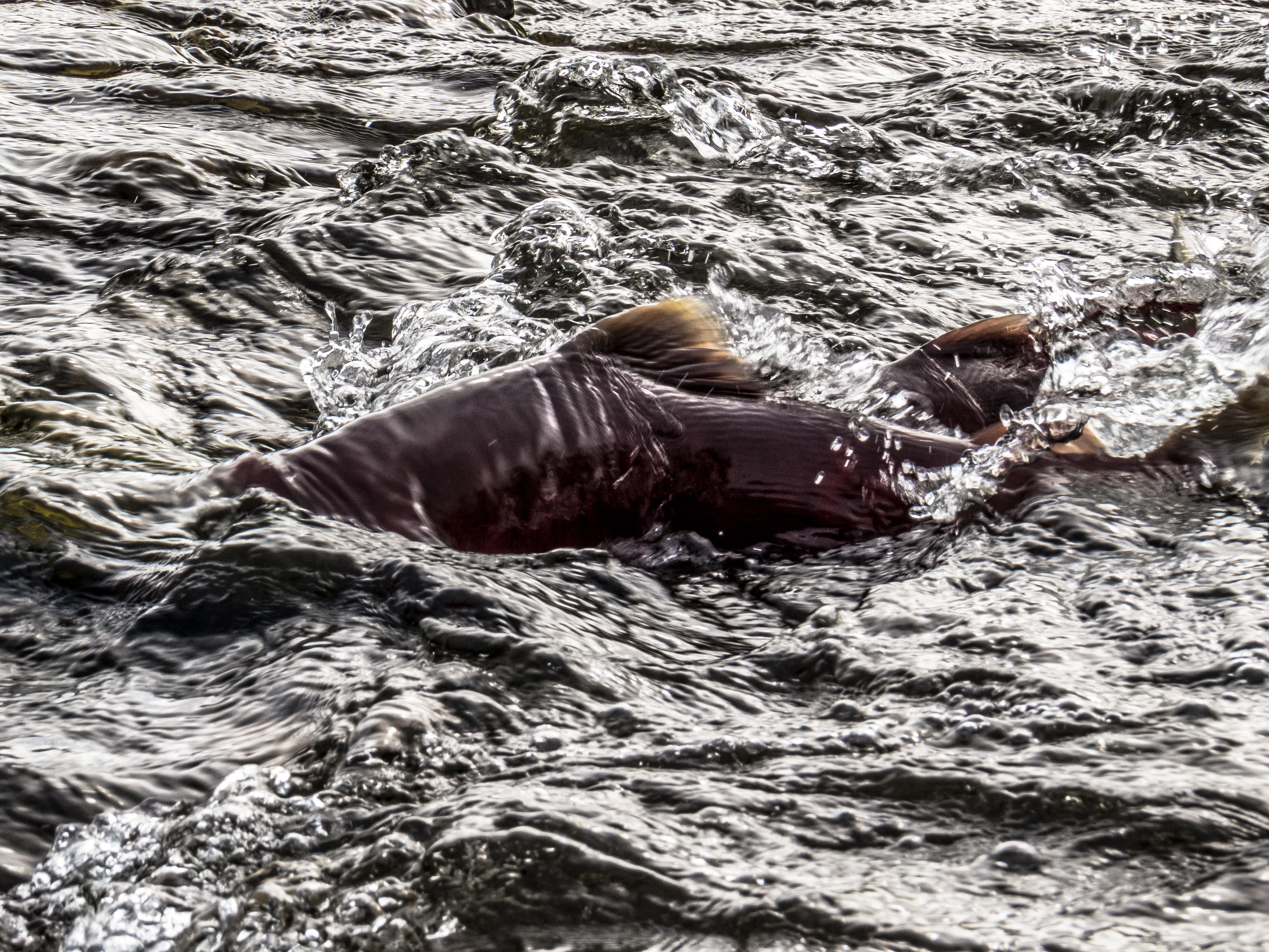 Sockeye salmon swimming through clear Alaskan water