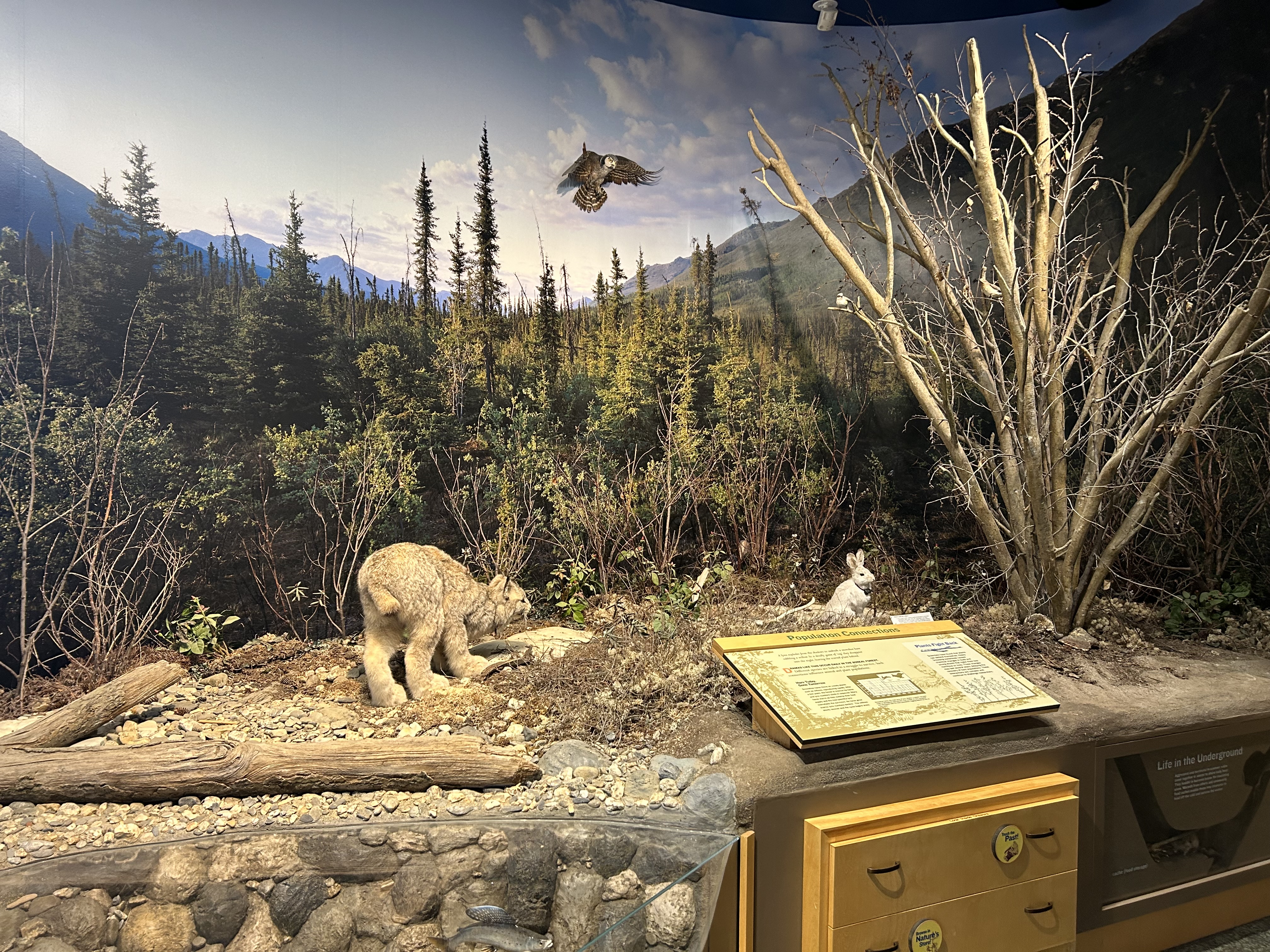 Boreal forest in Alaska with spruce trees and understory plants