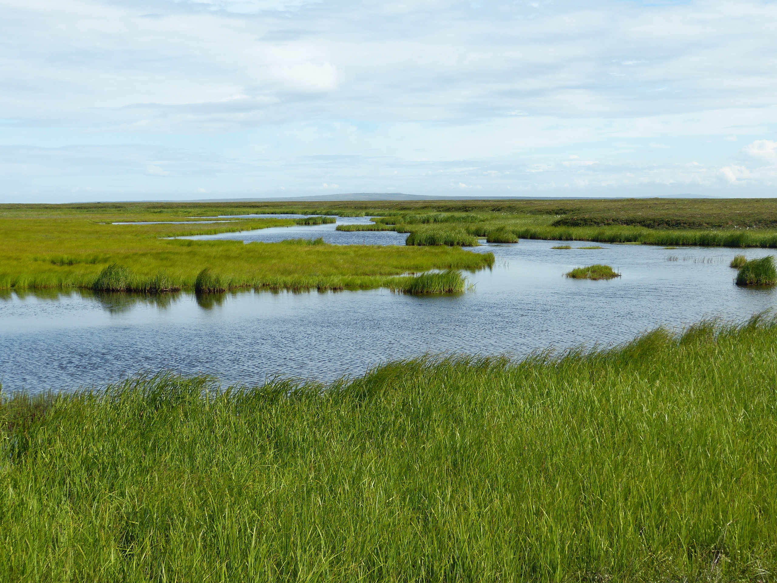 Wetland in Alaska with shallow water, grasses, and open sky