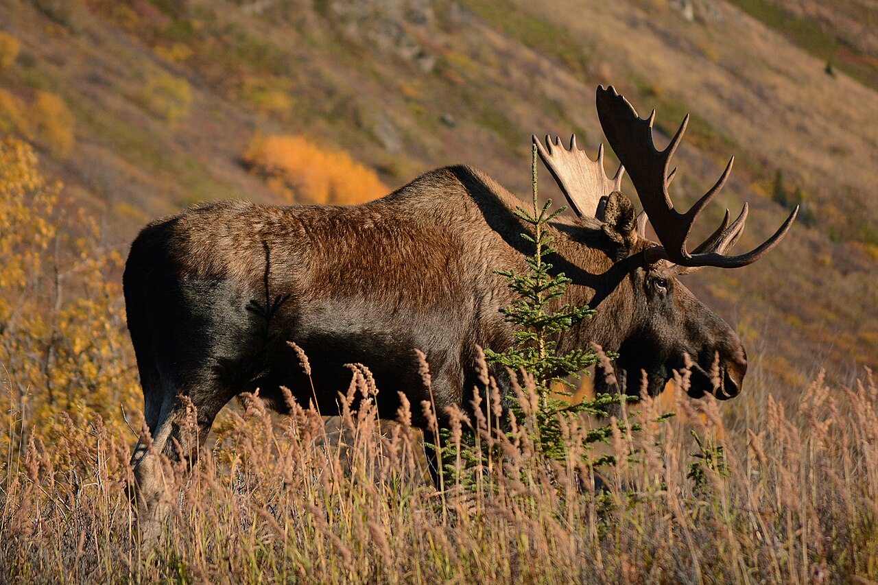 A bull moose in South Fork Eagle River, Alaska.